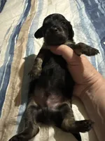 Female miniature Dachshund, a female Miniature Dachshund for sale in Manitowoc, WI – 2 of 7
