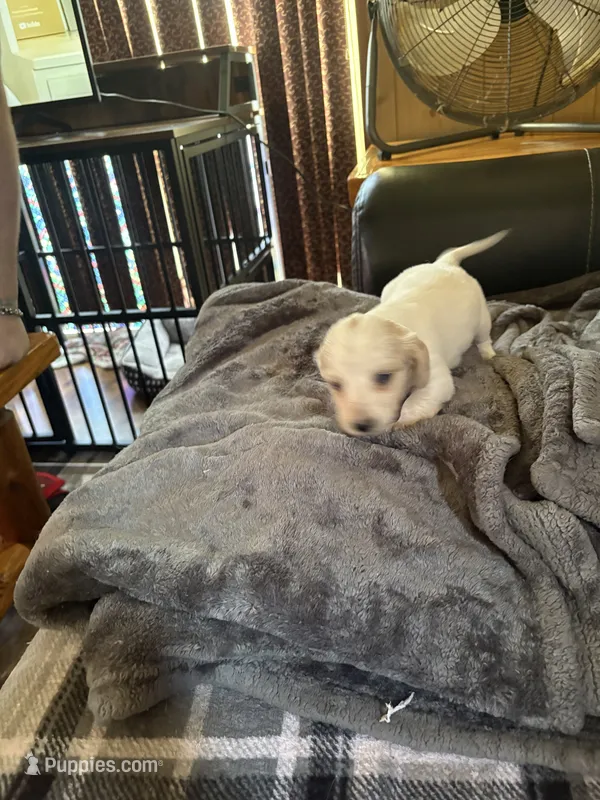 White/creme will be all cream – Miniature Dachshund puppy for sale in Manitowoc, WI