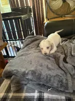 White/creme will be all cream, a male Miniature Dachshund for sale in Manitowoc, WI – 1 of 3