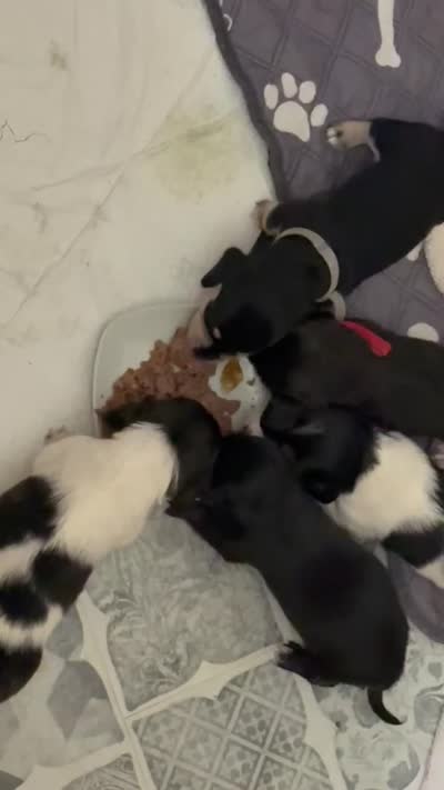 Pie ball white and black male, a male Miniature Dachshund for sale in Manitowoc, WI – 9 of 10