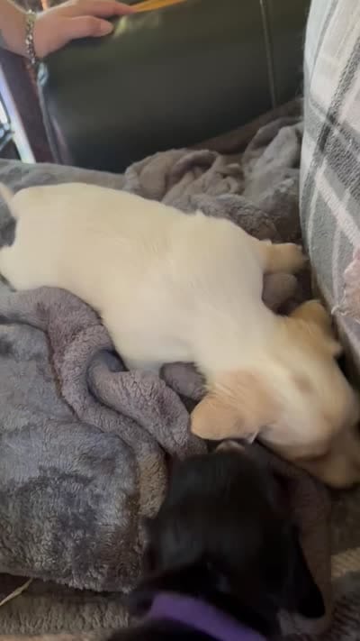 White/creme will be all cream, a male Miniature Dachshund for sale in Manitowoc, WI – 3 of 3