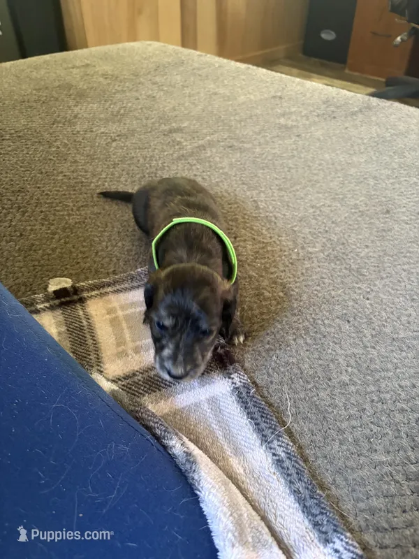 Brown dapple – Miniature Dachshund puppy for sale in Manitowoc, WI