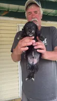 Blackie, a male Miniature Dachshund for sale in Manitowoc, WI – 2 of 7