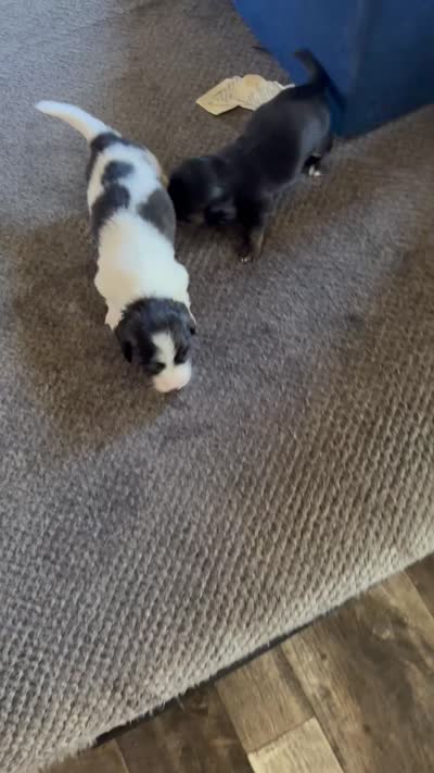 Pie ball white and black male, a male Miniature Dachshund for sale in Manitowoc, WI – 10 of 10
