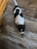 Pie ball white and black male, a male Miniature Dachshund for sale in Manitowoc, WI – 5 of 10