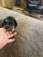 Brown dapple, a male Miniature Dachshund for sale in Manitowoc, WI – 3 of 4