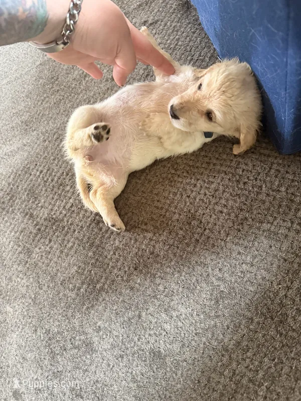 Sprinkle  – Miniature Dachshund puppy for sale in Manitowoc, WI