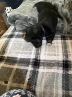 Black pie ball, a female Miniature Dachshund for sale in Manitowoc, WI – 3 of 3