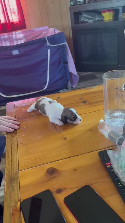 Pieball, a female Miniature Dachshund for sale in Manitowoc, WI – 5 of 5