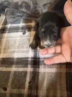 Black pie ball, a female Miniature Dachshund for sale in Manitowoc, WI – 2 of 3