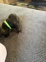 Brown dapple, a male Miniature Dachshund for sale in Manitowoc, WI – 4 of 4