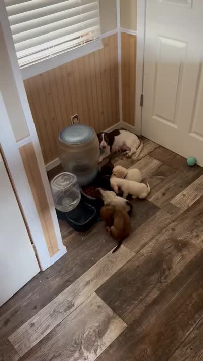 Sprinkle , a female Miniature Dachshund for sale in Manitowoc, WI – 3 of 3