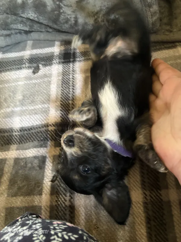 Black pie ball – Miniature Dachshund puppy for sale in Manitowoc, WI