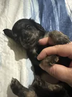 Tiger, a male Miniature Dachshund for sale in Manitowoc, WI – 3 of 5