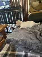 White/creme will be all cream, a male Miniature Dachshund for sale in Manitowoc, WI – 2 of 3