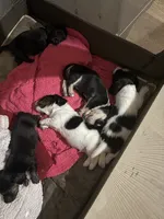Pie ball white and black male, a male Miniature Dachshund for sale in Manitowoc, WI – 6 of 10