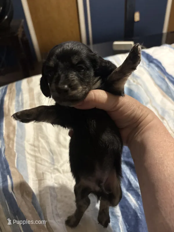 Tiger – Miniature Dachshund puppy for sale in Manitowoc, WI