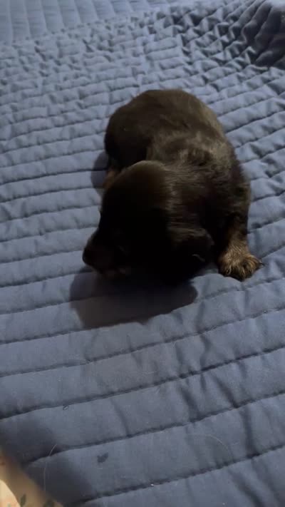 Lucy, a female Miniature Dachshund for sale in Manitowoc, WI – 1 of 1