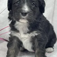 Chandler, a male Papillon and Poodle - Miniature  for sale in Jefferson, OH – Photo 1 of 5