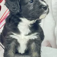 Chandler, a male Papillon and Poodle - Miniature  for sale in Jefferson, OH – Photo 5 of 5