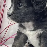 Chandler, a male Papillon and Poodle - Miniature  for sale in Jefferson, OH – Photo 2 of 5