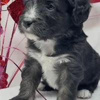 Chandler, a male Papillon and Poodle - Miniature  for sale in Jefferson, OH – Photo 4 of 5