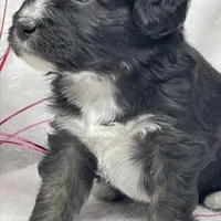 Chandler, a male Papillon and Poodle - Miniature  for sale in Jefferson, OH – Photo 3 of 5