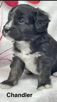 Chandler, a male Papillon and Poodle - Miniature  for sale in Jefferson, OH – Photo 3 of 5