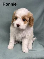Ronnie, a male Cavalier King Charles Spaniel and Poodle - Miniature  for sale in Jefferson, OH – Photo 1 of 3