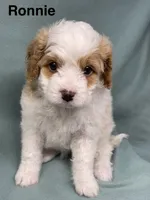Ronnie, a male Cavalier King Charles Spaniel and Poodle - Miniature  for sale in Jefferson, OH – Photo 2 of 3