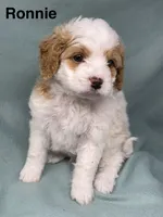 Ronnie, a male Cavalier King Charles Spaniel and Poodle - Miniature  for sale in Jefferson, OH – Photo 3 of 3