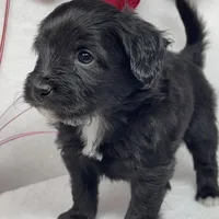 Ross, a male Papillon and Poodle - Miniature  for sale in Jefferson, OH – Photo 2 of 4