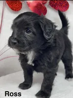 Ross, a male Papillon and Poodle - Miniature  for sale in Jefferson, OH – Photo 2 of 4