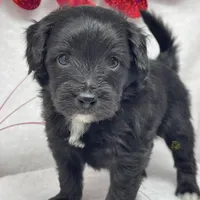 Ross, a male Papillon and Poodle - Miniature  for sale in Jefferson, OH – Photo 3 of 4
