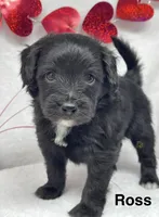 Ross, a male Papillon and Poodle - Miniature  for sale in Jefferson, OH – Photo 3 of 4