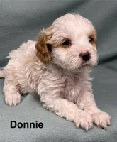 Donnie, a male Cavalier King Charles Spaniel and Poodle - Miniature  for sale in Jefferson, OH – Photo 3 of 4