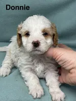 Donnie, a male Cavalier King Charles Spaniel and Poodle - Miniature  for sale in Jefferson, OH – Photo 4 of 4