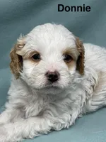 Donnie, a male Cavalier King Charles Spaniel and Poodle - Miniature  for sale in Jefferson, OH – Photo 2 of 4