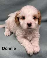 Donnie, a male Cavalier King Charles Spaniel and Poodle - Miniature  for sale in Jefferson, OH – Photo 1 of 4