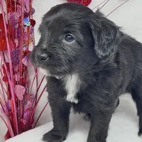 Ross, a male Papillon and Poodle - Miniature  for sale in Jefferson, OH – Photo 4 of 4