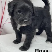 Ross, a male Papillon and Poodle - Miniature  for sale in Jefferson, OH – Photo 1 of 4