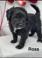 Ross, a male Papillon and Poodle - Miniature  for sale in Jefferson, OH – Photo 1 of 4