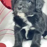 Monica, a female Papillon and Poodle - Miniature  for sale in Jefferson, OH – Photo 1 of 4