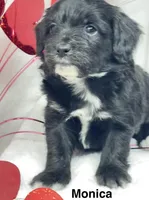 Monica, a female Papillon and Poodle - Miniature  for sale in Jefferson, OH – Photo 1 of 4