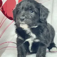 Monica, a female Papillon and Poodle - Miniature  for sale in Jefferson, OH – Photo 3 of 4