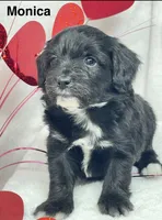 Monica, a female Papillon and Poodle - Miniature  for sale in Jefferson, OH – Photo 3 of 4