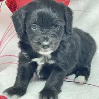 Monica, a female Papillon and Poodle - Miniature  for sale in Jefferson, OH – Photo 4 of 4
