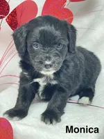 Monica, a female Papillon and Poodle - Miniature  for sale in Jefferson, OH – Photo 4 of 4