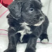 Monica, a female Papillon and Poodle - Miniature  for sale in Jefferson, OH – Photo 2 of 4