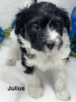 Julius, a male Papillon and Poodle - Miniature  for sale in Jefferson, OH – Photo 2 of 7